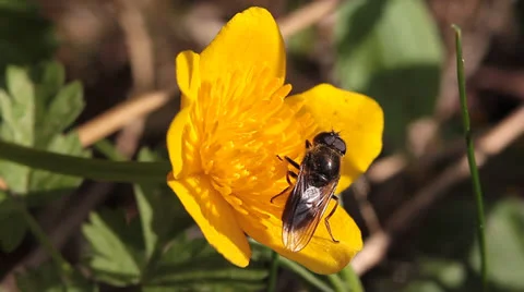 Insect on flower harvesting pollen Video stock 24709756