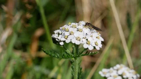 Insect on Flower Head Stock Photos