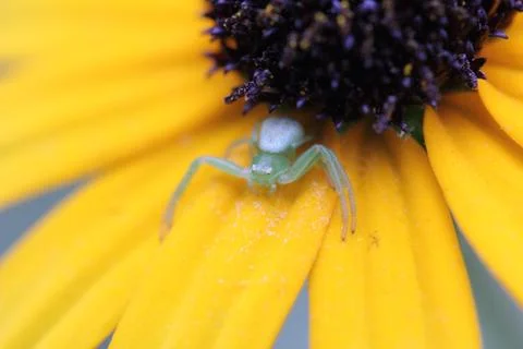 Insect on a flower Stockfoto's