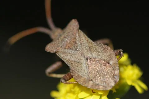 Insect on flower Stock Photos