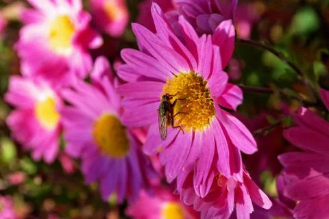 Insect on flower Stock Photos