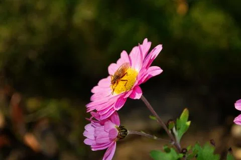 Insect on flower Stock Photos