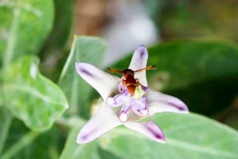 Insect on a flower Stock Photos