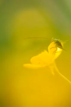 Insect on flower Stock Photos