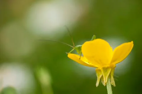 Insect on flower Stock Photos