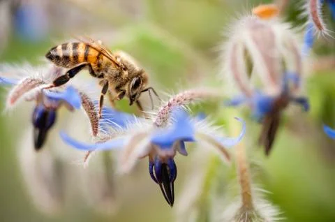 Insect on flower Stock Photos