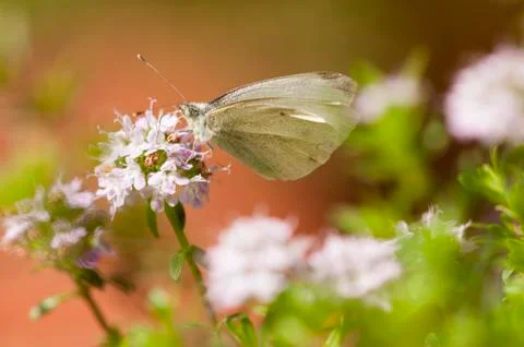 Insect on flower Stock Photos