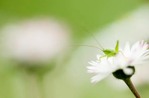 Insect on flower Stock Photos