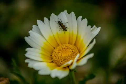 An insect on the flower Stock Photos
