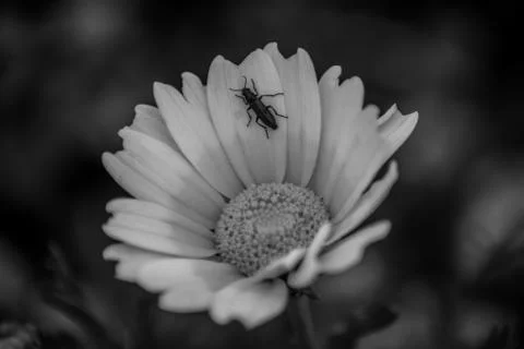 An insect on the flower Stock Photos