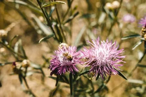 Insect on a flower Stock-Fotos