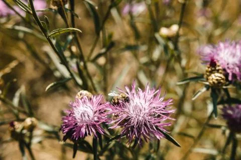 Insect on a flower Stock Photos
