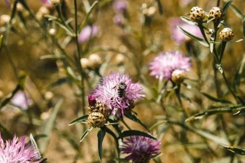 Insect on a flower Stock Photos