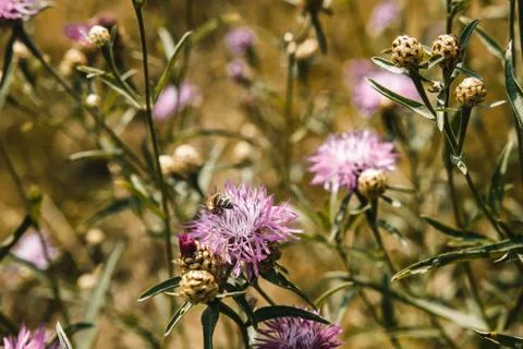 Insect on a flower Stock Photos