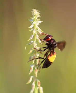 Insect on the flower Stock Photos