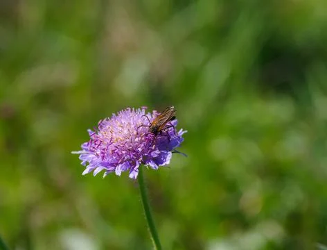 Insect on flower Stock Photos