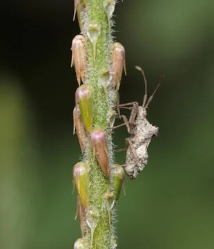 Insect on a flower. Stock Photos