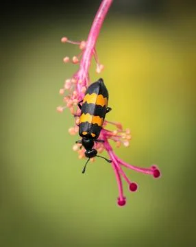 Insect on a flower. Stock Photos