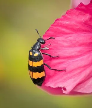 Insect on a flower. Stock Photos