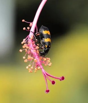 Insect on a flower. Stock Photos