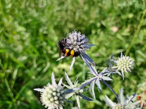 An insect on a flower Stock Photos