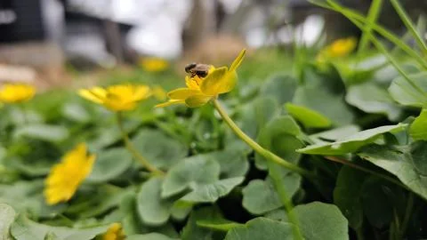 Insect on a flower Stock Photos