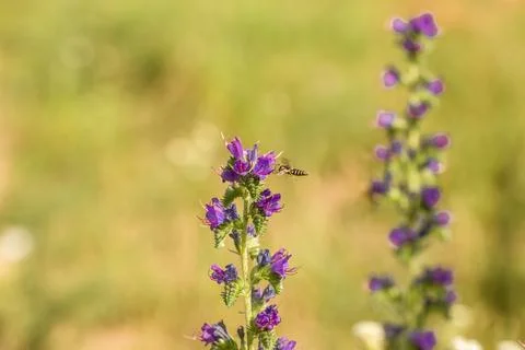 Insect on a flower Stock Photos