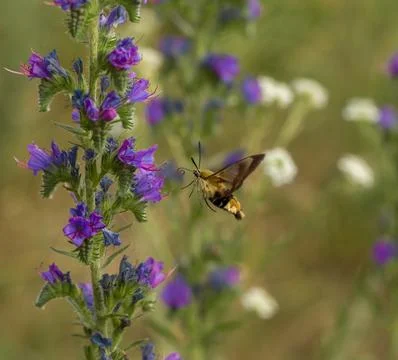 Insect on a flower Foto stock