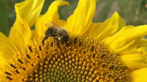 Insect on flower slow motion macro 스톡 동영상 138472255