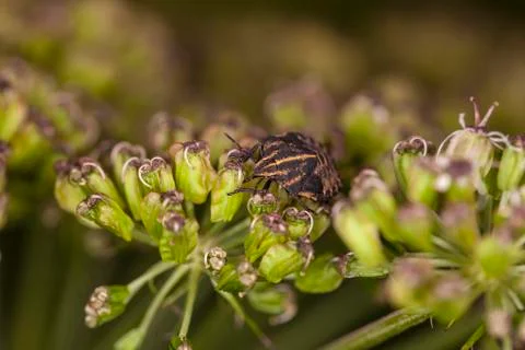 Insect on flowers Stock Photos
