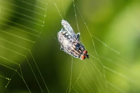 Insect - fly - caught in a spider web Stock Photos