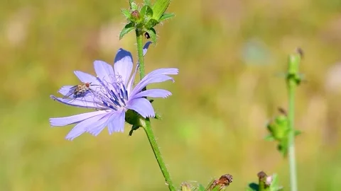 Insect fly on Common chicory (Cichorium intybus) with pale blue flowers growing Stock Footage 329254372