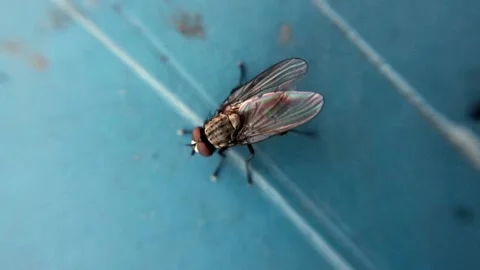 Insect fly. fly cleans its paws, the fly washes. Entomology, macro photography. Stock Footage 94168433