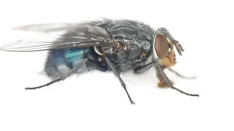 Insect Fly. Fly, on a white background Stock Footage 21932934