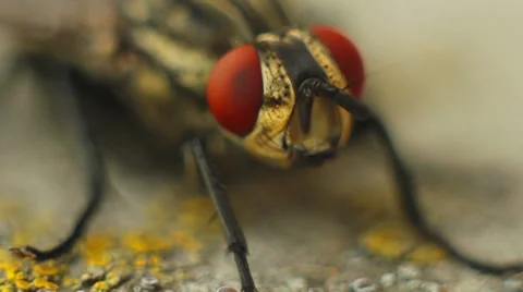 Insect fly Stock-Footage 7763619