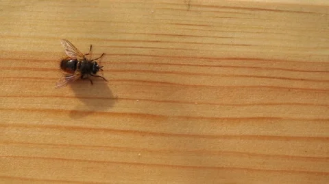 Insect Fly Stock Footage 40448473