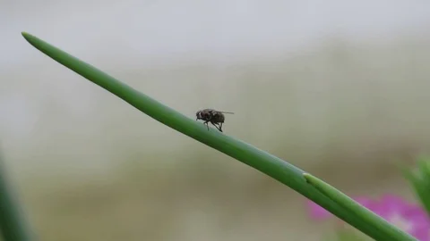 Insect fly garden Stock Footage 93440331