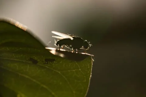 Insect fly on on green leaf. fly house. Stock Photos