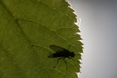 Insect fly on on green leaf. fly house. Stock Photos