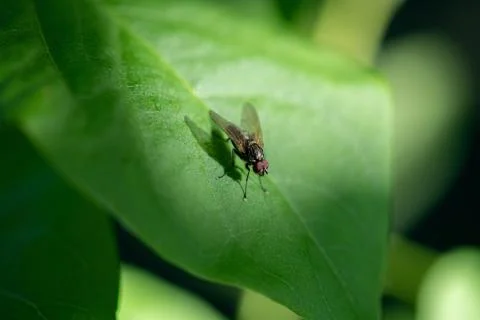 Insect fly on on green leaf. fly house. Stock Photos
