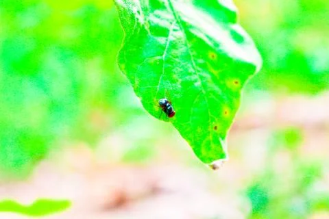 Insect fly on green leaf Foto stock