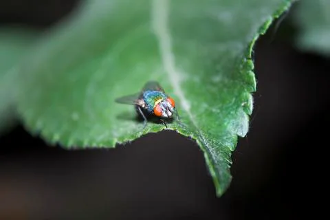 Insect fly on green leaf Stock Photos