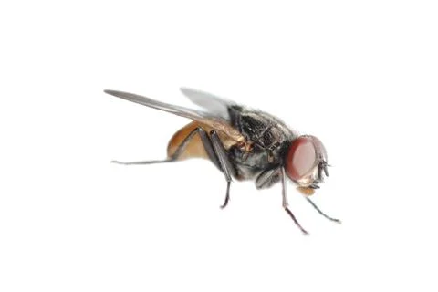  	insect fly isolated Stock-Fotos