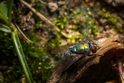 Insect fly macro on Dry leaf in the forest. Stock Photos