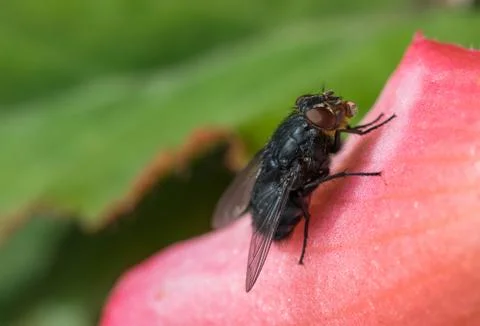 Insect fly macro on flower leaf Stock Photos
