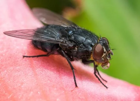 Insect fly macro on flower leaf Stock Photos