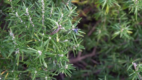 Insect Fly Macro On Leaf Stock Footage 81778083