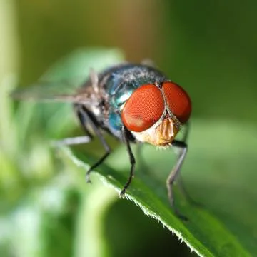Insect fly macro on leaf 스톡 사진