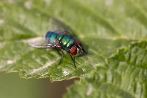 Insect fly macro on leaf Foto stock