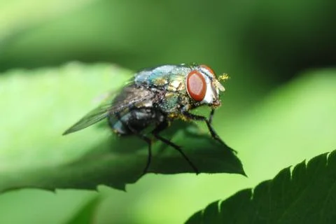 Insect fly macro 写真素材
